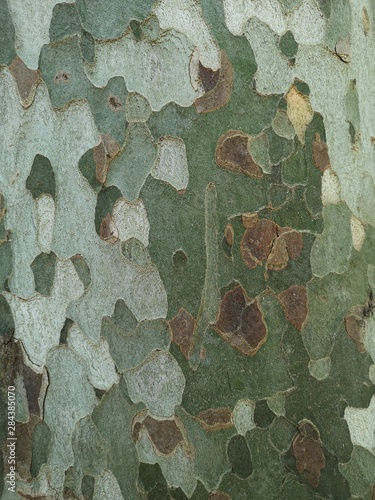 southern tree bark, smooth to the touch and even, greenish shades like camouflage photo