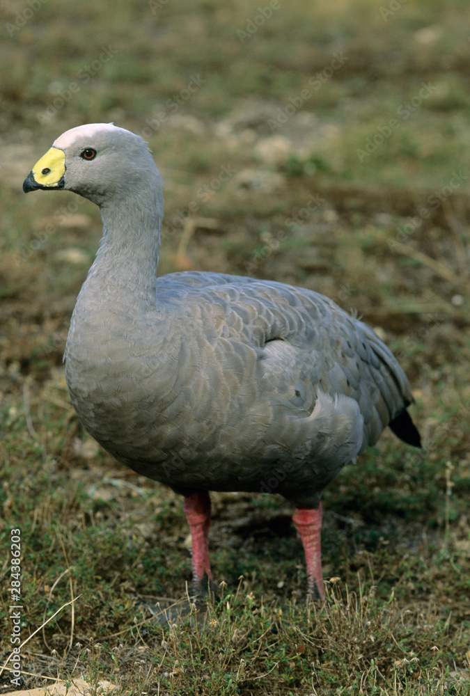 Cape Barren Goose, Kangaroo Island, Australia. Cape Barren Goose, Kangaroo Island, Australia.