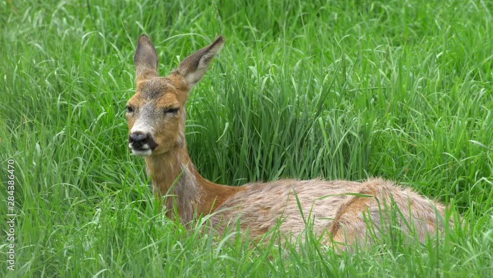 Deer. Resting in the grass and eating her Deer. Resting in the grass and eating her