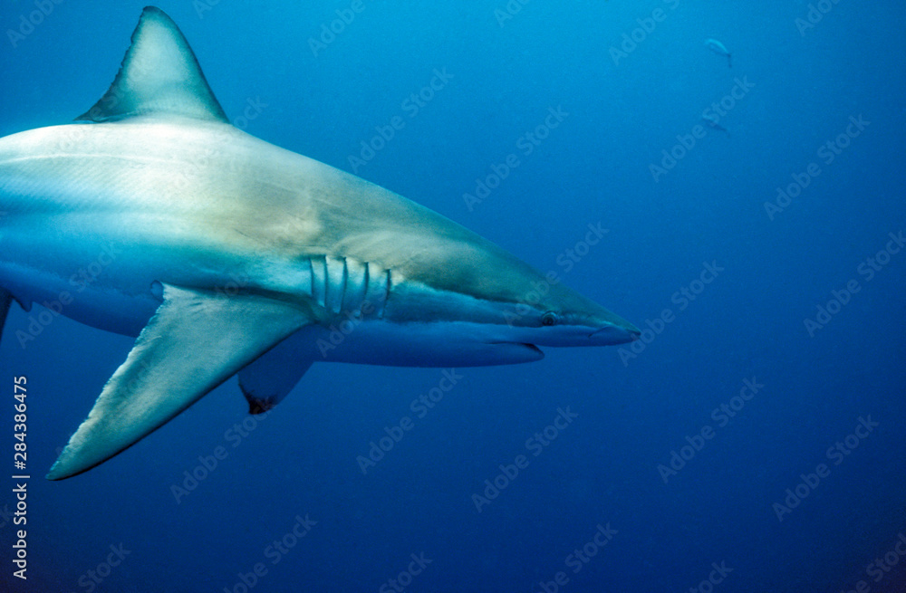 Copper, or Bronze Whaler, shark(Carcharhinus brachyurus) Australia