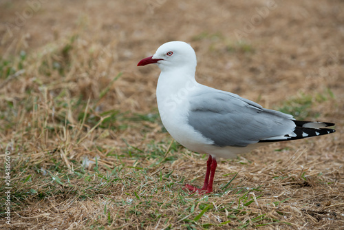 New Zealand, South Island, Dunedin, Otago Peninsula. Red-billed gull (Chroicocephalus scopulinus) Aka Mackerel Gull.