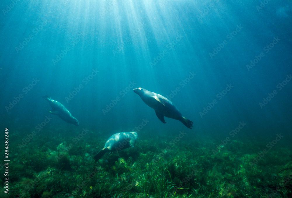 Naklejka premium Endangered Australian Sea Lion (Neophoca cinerea), South Australia.