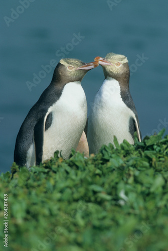 Yellow-eyed Penguin, (Megadyptes antipodes) endemic, Enderby Is., Auckland Island, New Zealand.