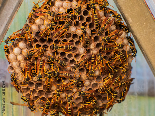 Dangerous large swarm of vicious wild wasps creeps in honeycombs