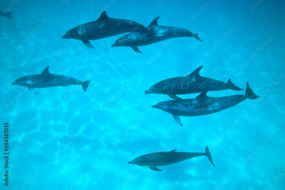 Fototapeta premium Atlantic Spotted Dolphins (Stenella frontalis), White Sand Ridge, Bahamas Bank, Bahamas, Caribbean