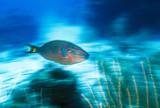 Parrotfish in motion, Bahamas