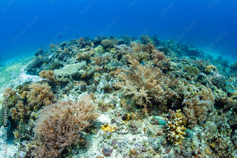 Obraz premium A thriving, healthy tropical coral reef system in the Philippines