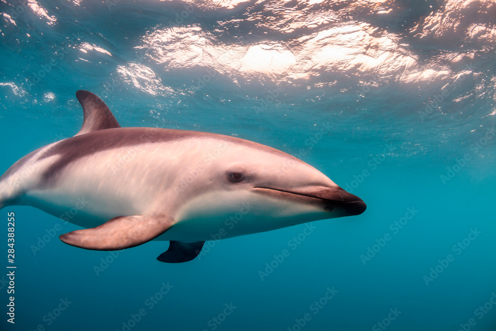 Fototapeta premium A Dusky Dolphin (Lagenorhynchus obscurus) swimming off the Kaikoura Peninsula, South Island, New Zealand