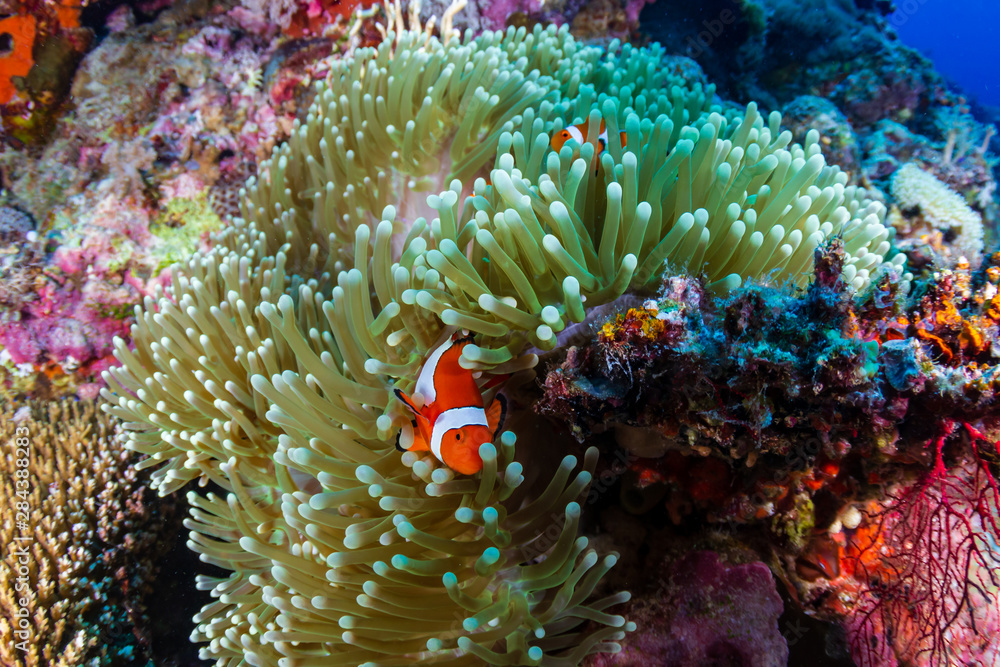 A family of cute Clownfish on a tropical coral reef in the Philippines A family of cute Clownfish on a tropical coral reef in the Philippines