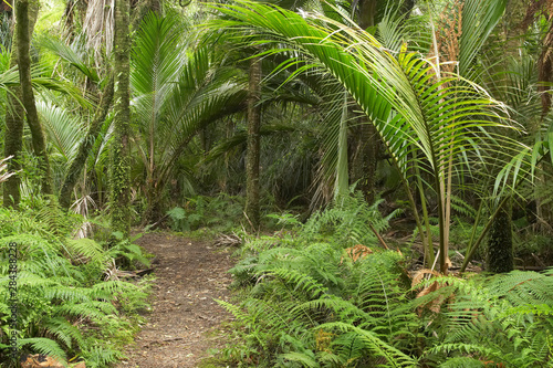 New Zealand  South Island  West Coast  Nikau Palms  Heaphy Track  near Karamea  Kahurangi National Park