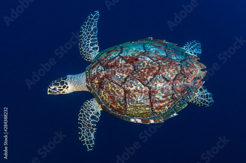 A large Green Sea Turtle  Chelonia Mydas  on a tropical coral reef in the Philippines