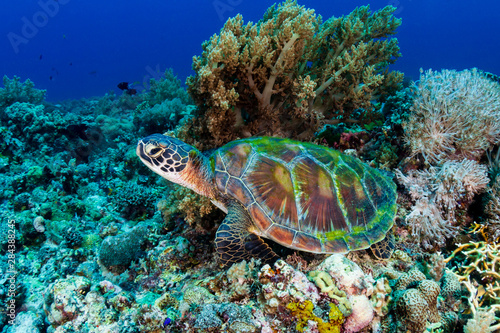 A large Green Sea Turtle (Chelonia Mydas) on a tropical coral reef in the Philippines © whitcomberd