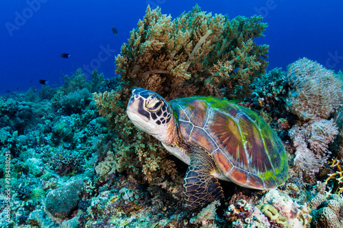 A large Green Sea Turtle (Chelonia Mydas) on a tropical coral reef in the Philippines