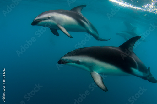 A Pod of Dusky Dolphins (Lagenorhynchus obscurus) swimming off the Kaikoura Peninsula, South Island, New Zealand © James White/Danita Delimont