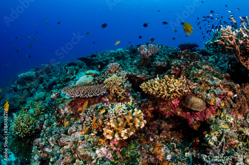 Fototapeta Naklejka Na Ścianę i Meble -  A thriving, healthy tropical coral reef system in the Philippines