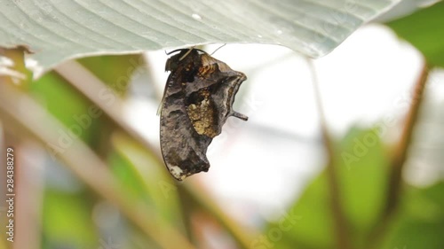 Tiger Leafwing Butterfly photo