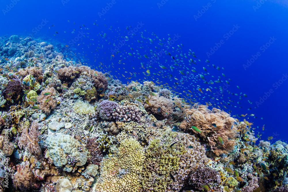 A thriving, healthy tropical coral reef system in the Philippines A thriving, healthy tropical coral reef system in the Philippines