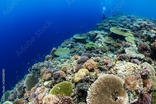 SCUBA divers on a colorful, healthy tropical coral reef system in the Philippines