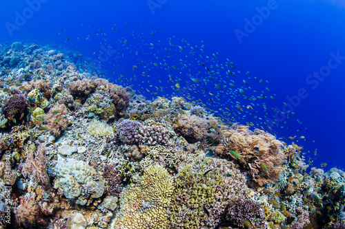 A thriving  healthy tropical coral reef system in the Philippines