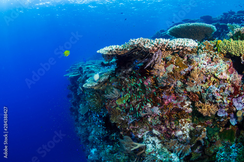 A thriving  healthy tropical coral reef system in the Philippines
