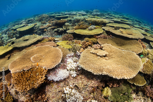 Huge table corals  Acropora  and other hard corals on a shallow water coral reef in Asia