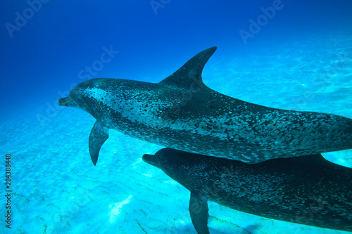 Atlantic Spotted Dolphins (Stenella frontalis), White Sand Ridge, Bahamas Bank, Bahamas, Caribbean © Stuart Westmorland/Danita Delimont