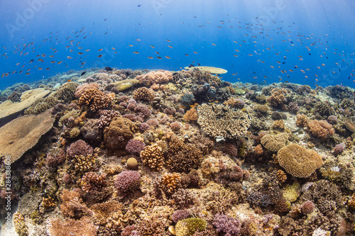Fototapeta Naklejka Na Ścianę i Meble -  A beautiful, healthy shallow water tropical coral reef