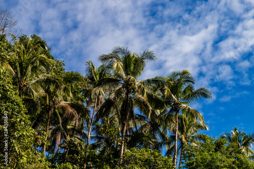 Palm trees growing on a beautiful, sandy tropical beach next to a shallow ocean (White Beach, Boracay)