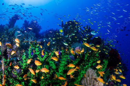 Fototapeta Naklejka Na Ścianę i Meble -  Colorful tropical fish on a coral reef in Bohol, Philippines