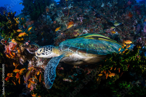A large Green Sea Turtle  Chelonia Mydas  on a tropical coral reef in the Philippines