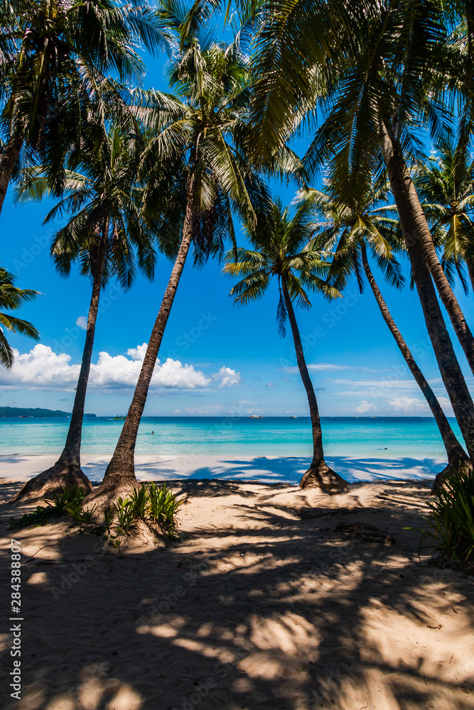 Palm trees on a beautiful, relaxing tropical beach