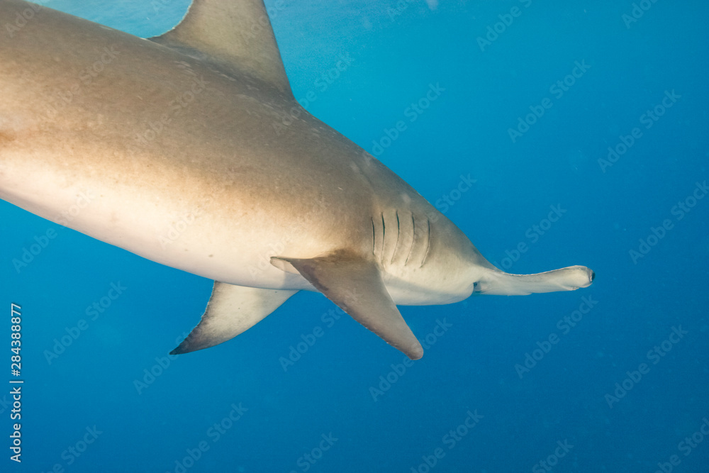 Fototapeta premium Great Hammerhead Shark (Sphyrna mokarran) Northern Bahamas