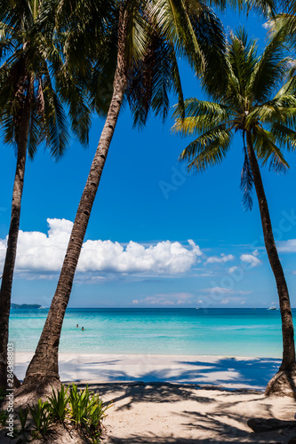 Palm trees growing on a beautiful  sandy tropical beach next to a shallow ocean  White Beach  Boracay 