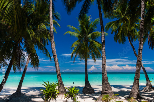 Palm trees on a beautiful  relaxing tropical beach