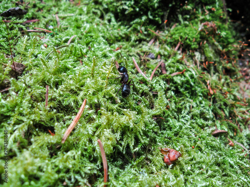 Green moss and insect ant macro nature