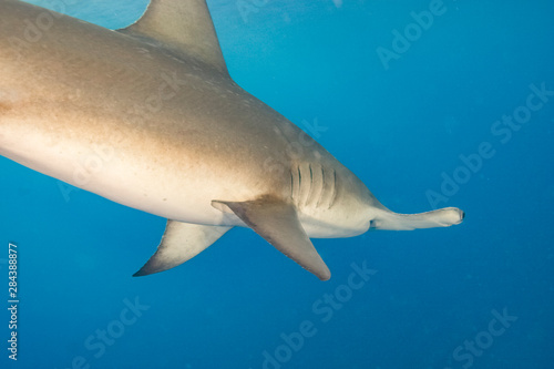 Great Hammerhead Shark  Sphyrna mokarran  Northern Bahamas