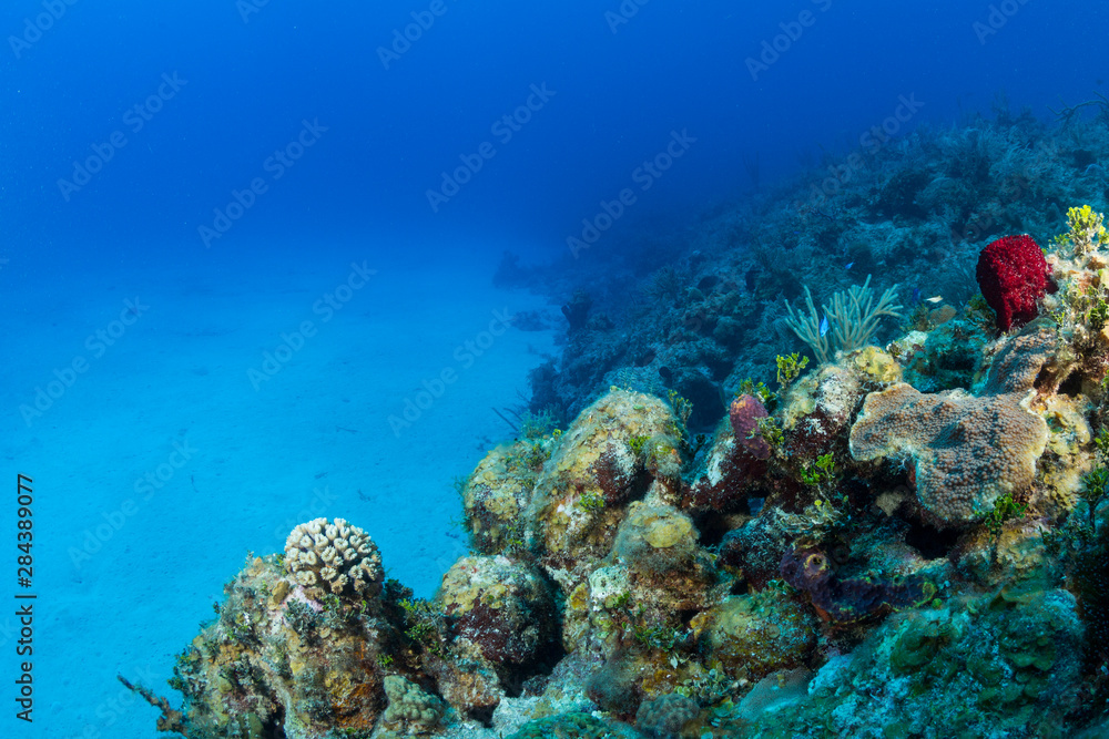 Colorful corals in the foreground of this underwater photograph of a coral reef along the north coast of Cuba