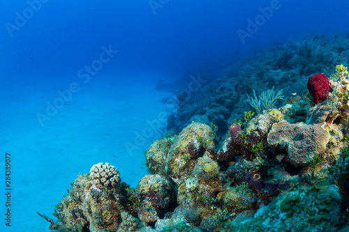 Colorful corals in the foreground of this underwater photograph of a coral reef along the north coast of Cuba