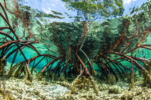 Underwater photograph of a mangrove tree in clear tropical waters with blue sky in background near Staniel Cay, Exuma, Bahamas photo