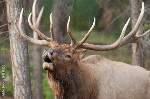 Canada, Alberta, Jasper National Park. Bull elk bugling. Credit as: Don Paulson / Jaynes Gallery / DanitaDelimont.com