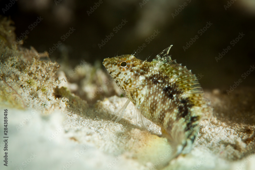 Juvenile reef fish taken near Staniel Cay, Exuma, Bahamas Juvenile reef fish taken near Staniel Cay, Exuma, Bahamas
