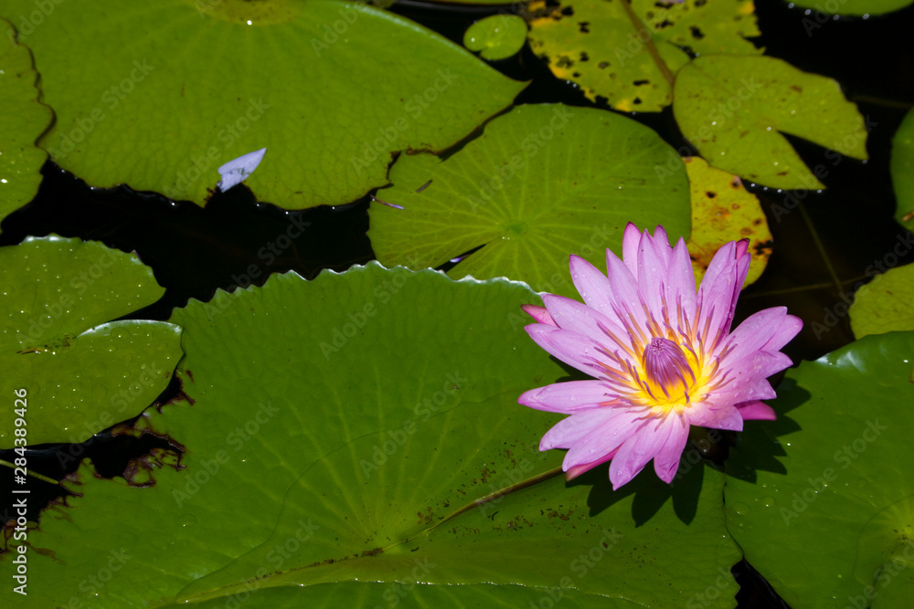 Martinique, French Antilles, West Indies, Blue water lily (Nymphae coerulea) flower at Jardin de Balata (Balata Garden). Begun in 1982 Balata Garden was created by Jean-Philippe Thoze. Martinique, French Antilles, West Indies, Blue water lily (Nymphae coerulea) flower at Jardin de Balata (Balata Garden). Begun in 1982 Balata Garden was created by Jean-Philippe Thoze.