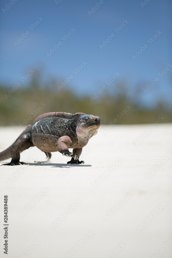 Obraz premium An iguana walks on the beach near Staniel Cay, Exuma, Bahamas