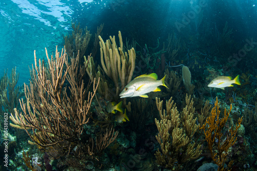 Fototapeta Naklejka Na Ścianę i Meble -  Two schoolmaster snapper swim near soft corals with sunrays shining through the clear blue waters near Staniel Cay, Exuma, Bahamas