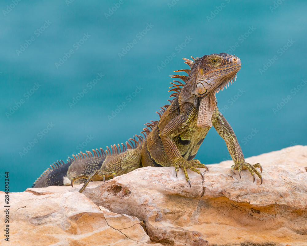 Obraz premium Green iguana, Cabo Rojo cliffs in front of the lighthouse, Cabo Rojo National Wildlife Refuge, Puerto Rico