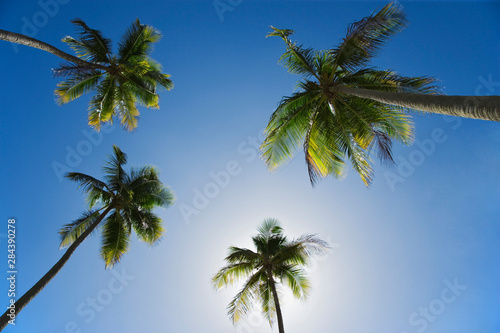 Caribbean  Puerto Rico. Coconut palm trees at Luquillo Beach. Credit as  Dennis Flaherty   Jaynes Gallery   DanitaDelimont. com