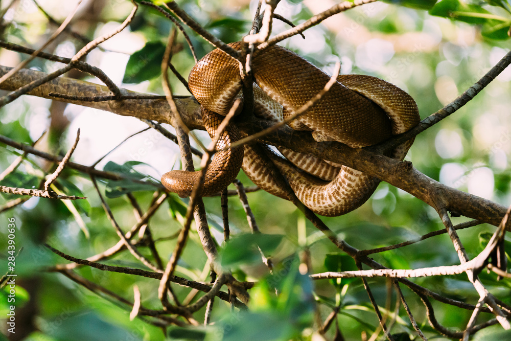 Trinidad, Arima Valley, Asa Wright Nature Center. Cooks tree boa wrapped around tree branch. Trinidad, Arima Valley, Asa Wright Nature Center. Cooks tree boa wrapped around tree branch.