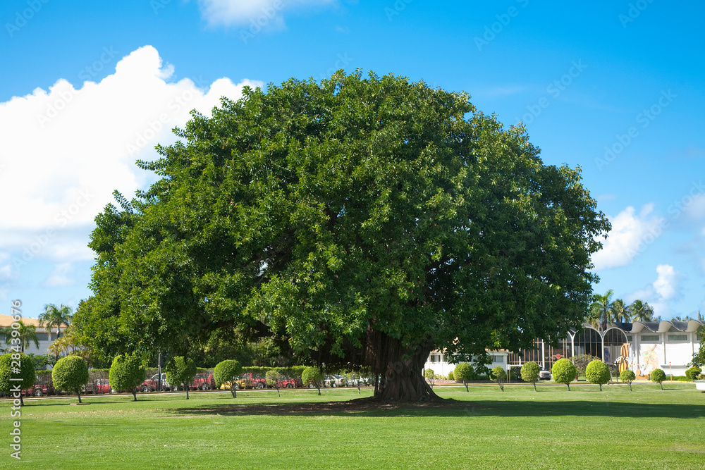 San Juan, Puerto Rico - A single ancient tree is sitting in the middle of a grassy area in a park. Surrounding the ancient tree are smaller sculpted trees.