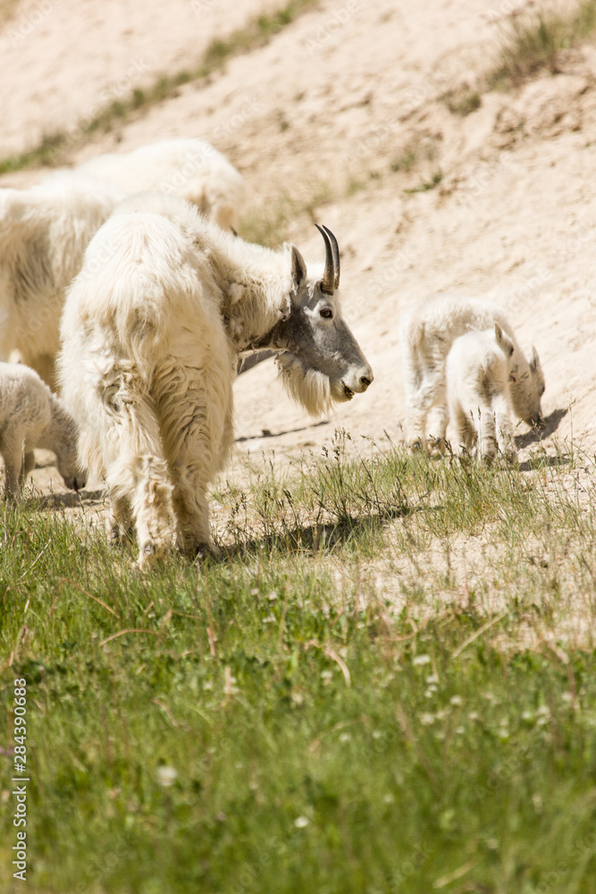 Fototapeta premium Banff National Park, Alberta, Canada. Mountain goat at a salt lick on Mt. Norquay Road.