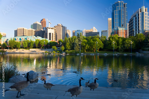 Canada geese (Branta canadensis) resting at a lake with city skyline, Calgary, Alberta, Canada photo